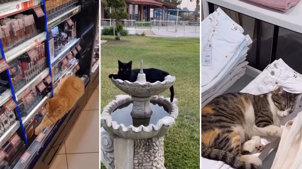 Copious Istanbul Cats