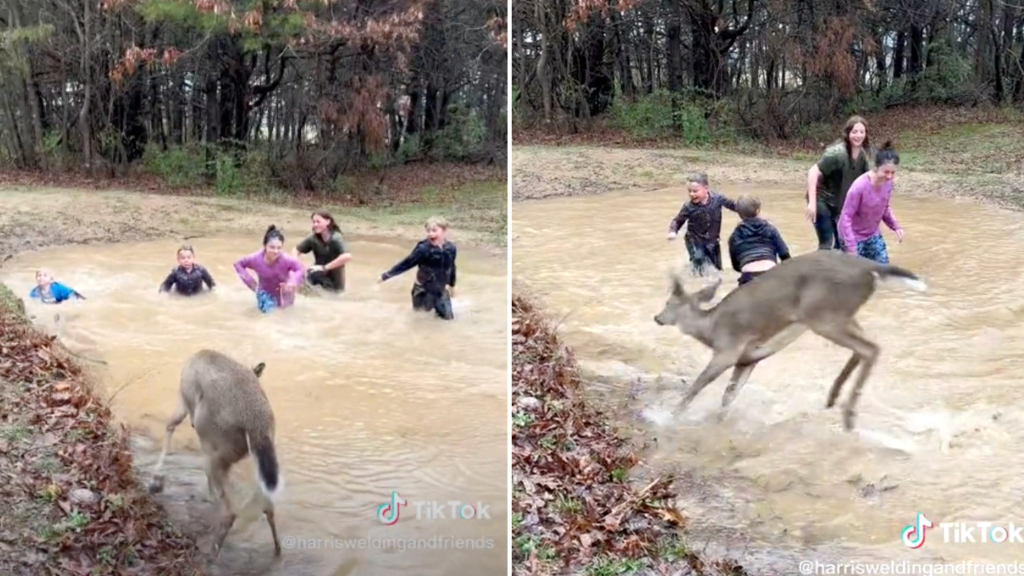 Deer Splashes With Kids
