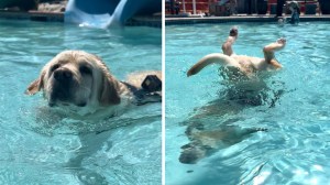 Diving Dog Loves Water