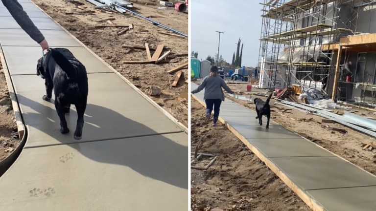 Dog Leaves Paw Prints in Cement