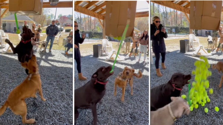 Doggie pinata