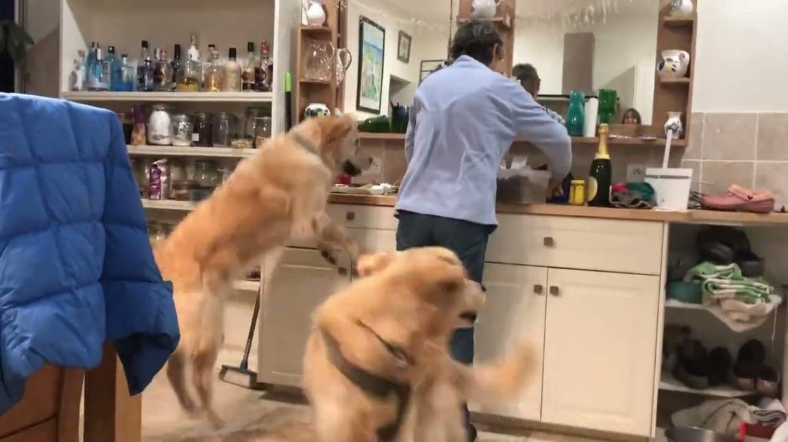 Dogs Dance for Dinner