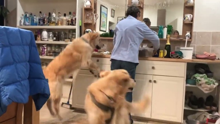 Dogs Dance for Dinner