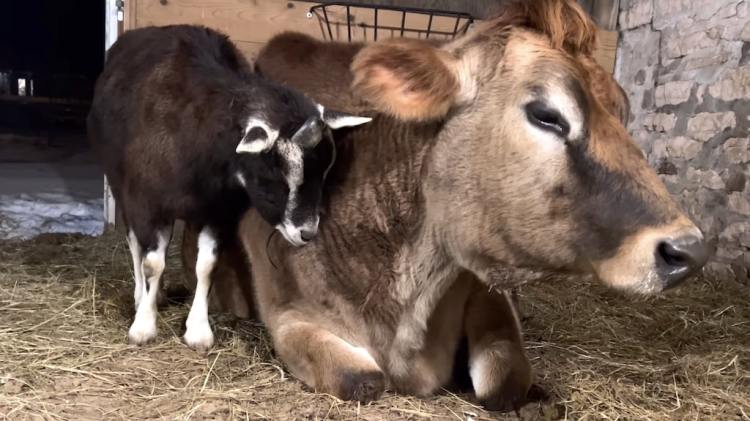 Elder Goat Cow Best Friends