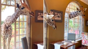Giraffes Seeking Breakfast