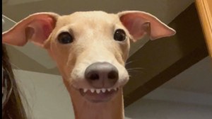 Greyhound Teeth