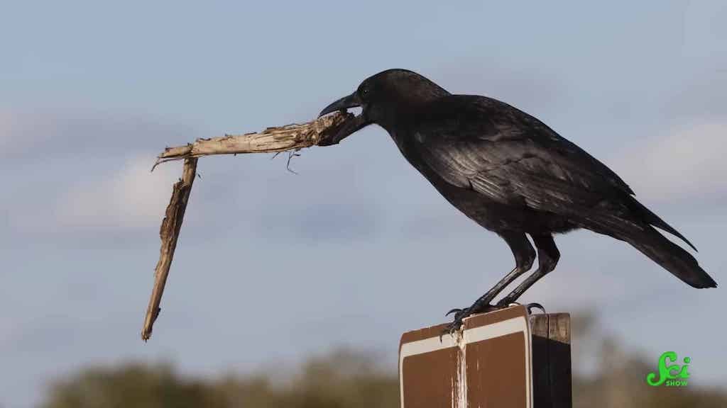 How Crows Use Tools