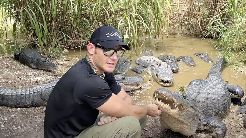 Man Hand Feeds Alligators