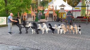 Most Dogs in a Conga Line Guinness World Records