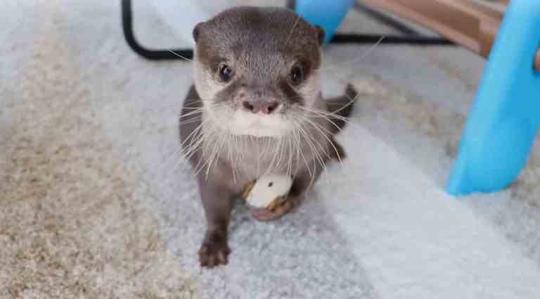 Otter Carries Toy With One Paw