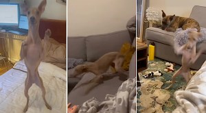 Parkour Italian Greyhound