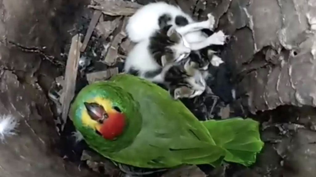 Parrot Adopts Kittens