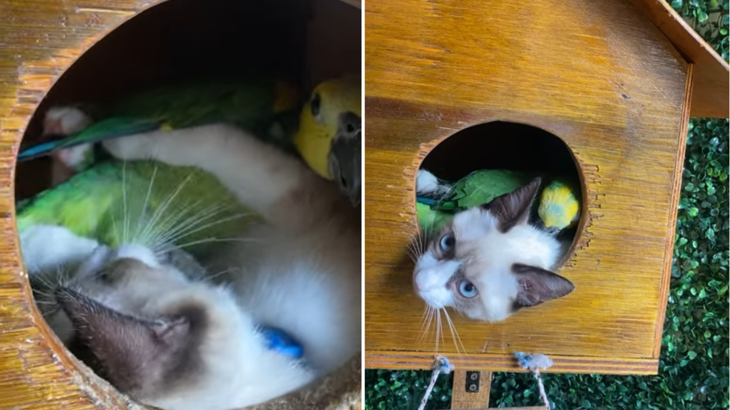 Parrot Kitten Birdhouse Nap