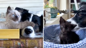 Scared Dog Fosters Kittens