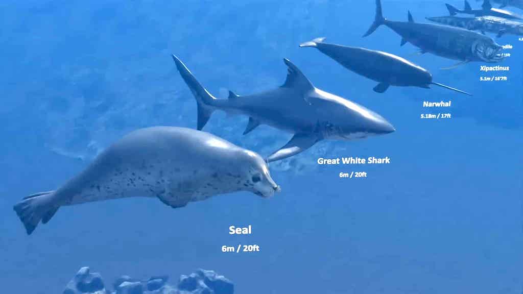 Sea Creatures Size