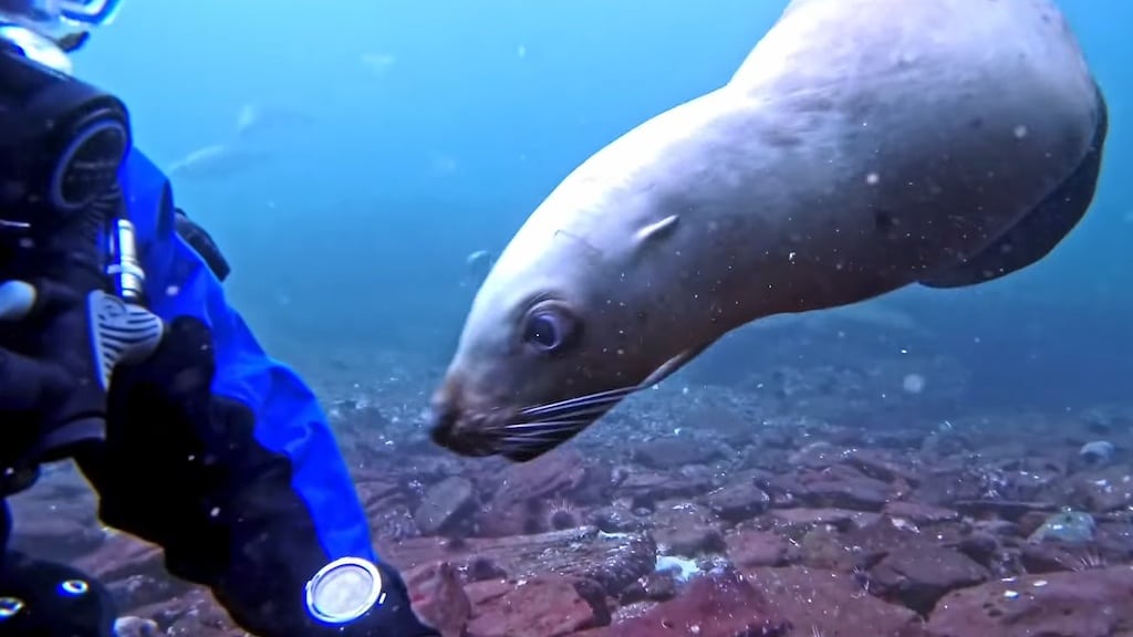 Sea Lion Tries to Steal Divers Watch