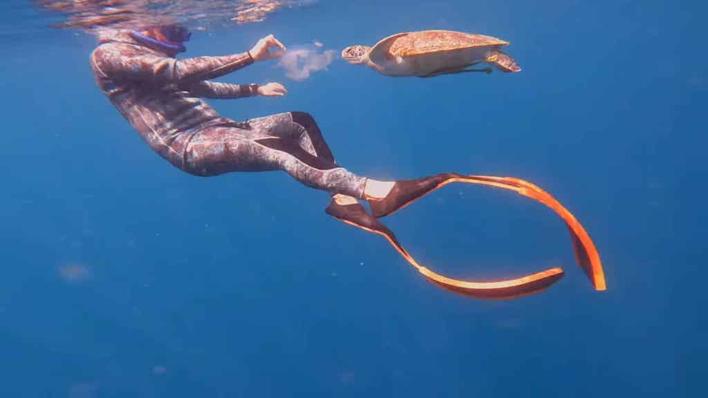 Turtle Shares Jellyfish with a Diver