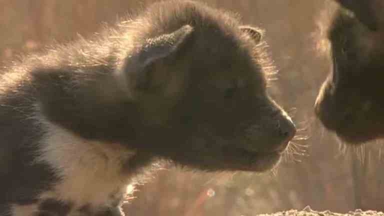 Wild Dog Puppies