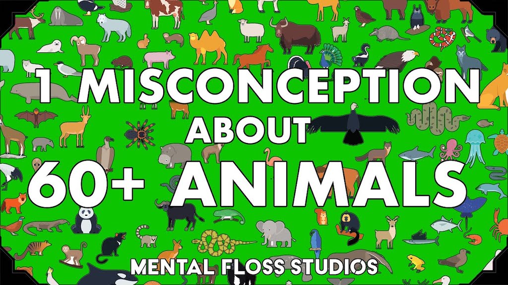 Animal Misconceptions and Myths
