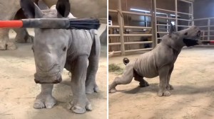 Baby Rhino Broom Scratch