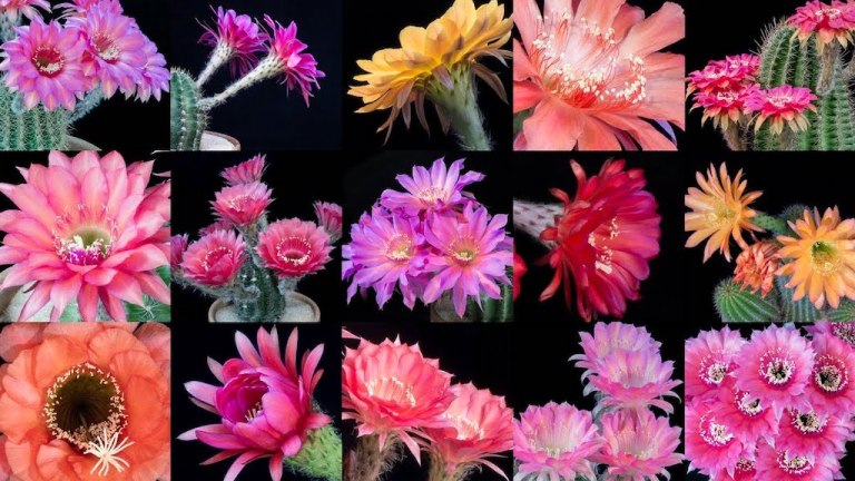 Cactus Blooming Timelapses