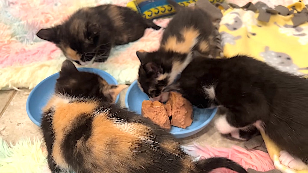 Why Cats Can't Be Vegan