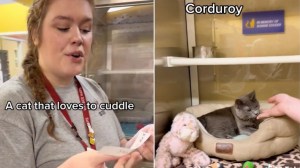 Cats Adopted With Viral Video