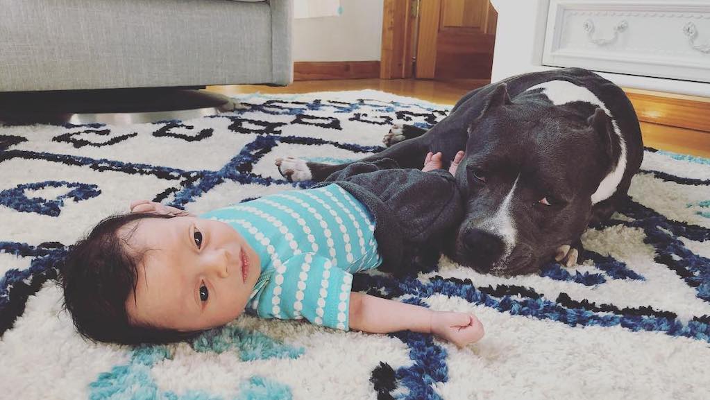 Devoted Pit Bull Acts as Nanny for Her Human Brother