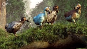 Dodo Bird History