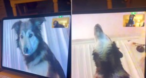 Dog Besties FaceTime