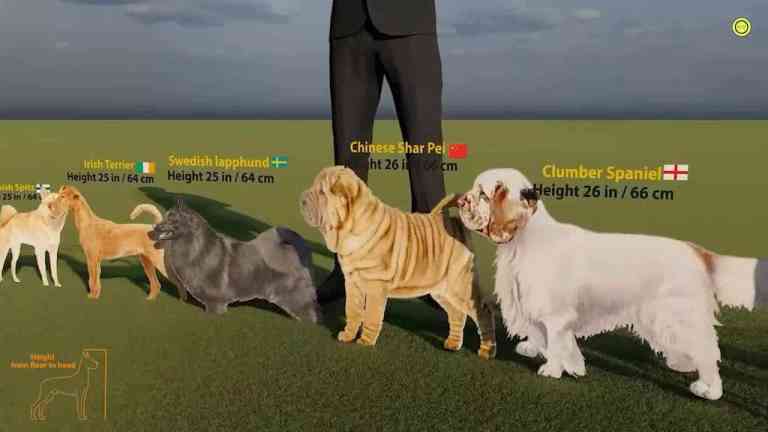 Dog Size Comparison