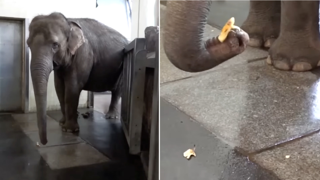 Elephant Peels Banana