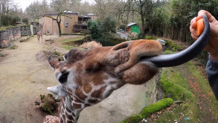 Giraffe Tongues