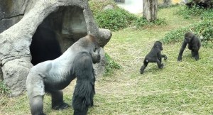 Gorilla Dad Stops Fight