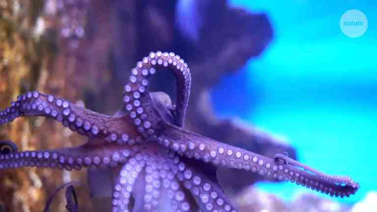 How octopuses taste with their arms