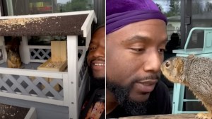Man Builds House for Squirrel