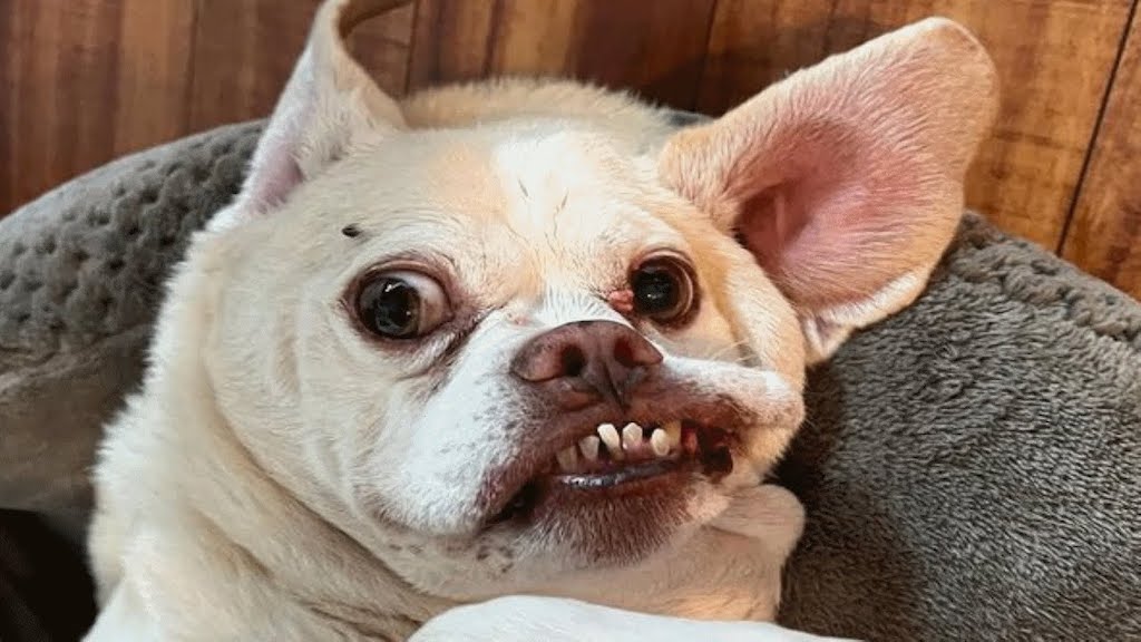 Crocheted and Knitted Ghostbusters Dog Costume