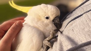 Neglected Cockatoo New Life