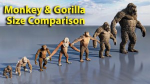 Primate Size Comparison
