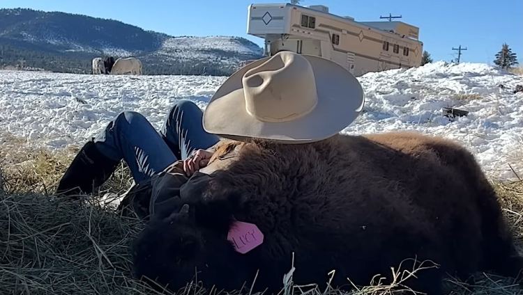 Rescued Baby Bison