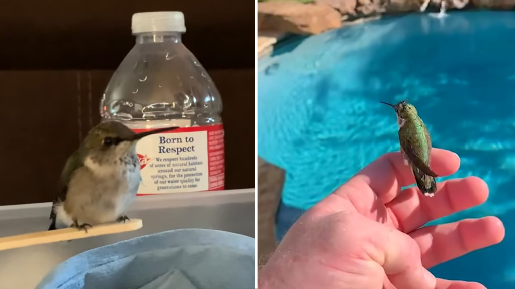 Man Teaches Rescued Baby Hummingbird How to Fly