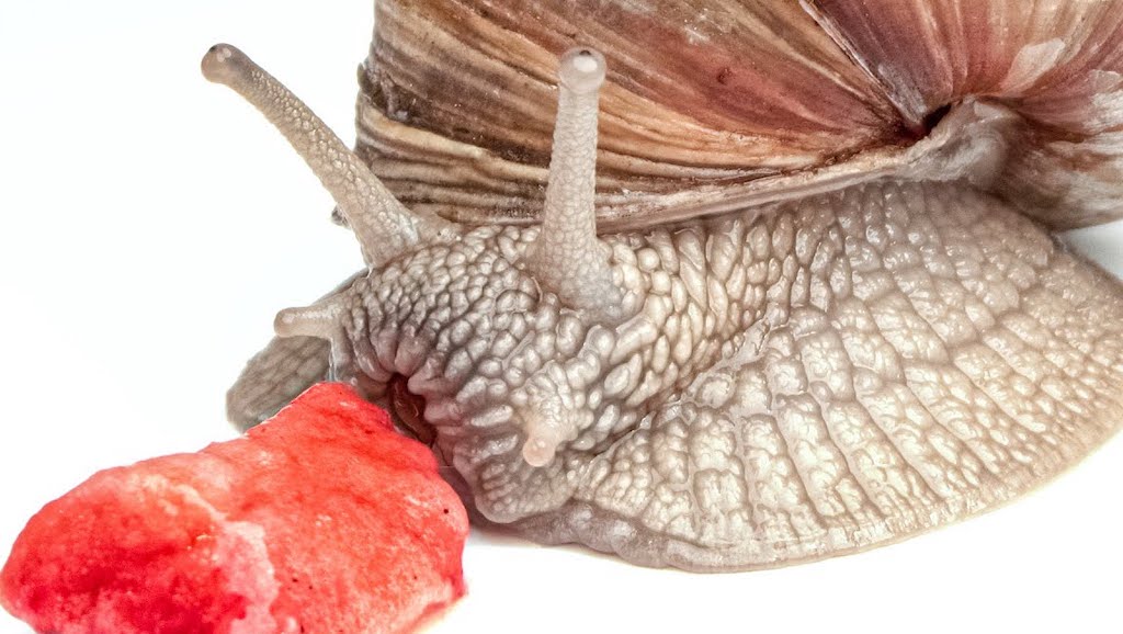 Snail Eating Strawberry