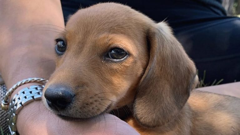 Tiny Doxie