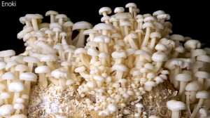 1000 Days Mushroom Growth Time Lapse