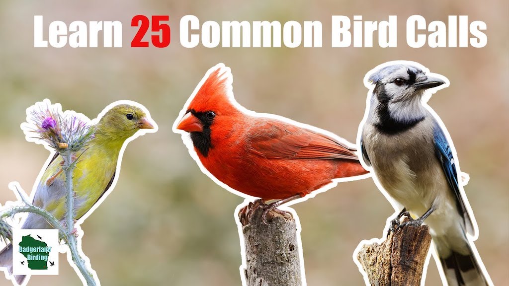 25 Common Bird Calls