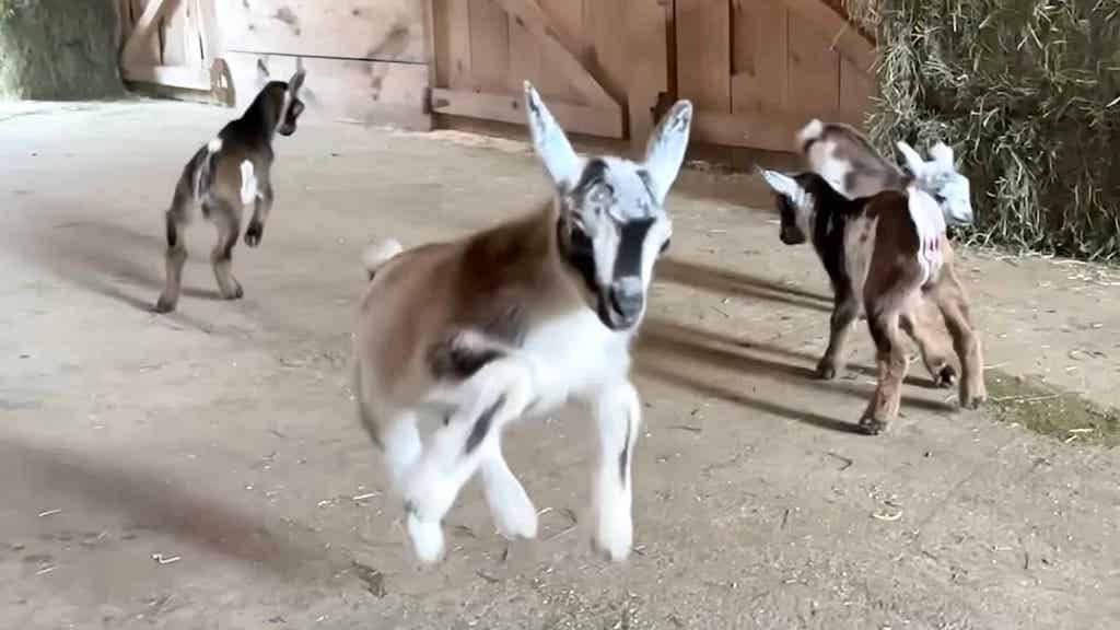 Baby Goats Hopping