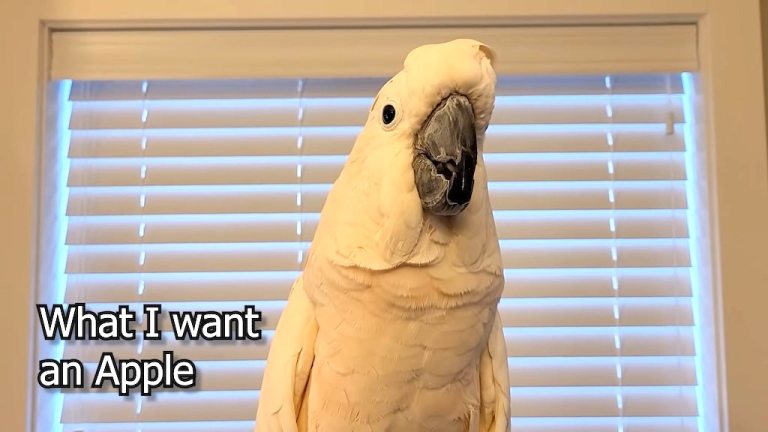 Cockatoo Throws Tantrum for Apple