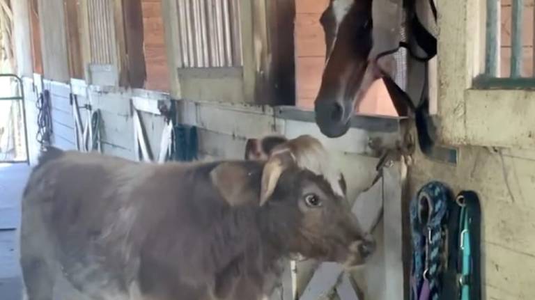 Cow Tries to Kiss Horse