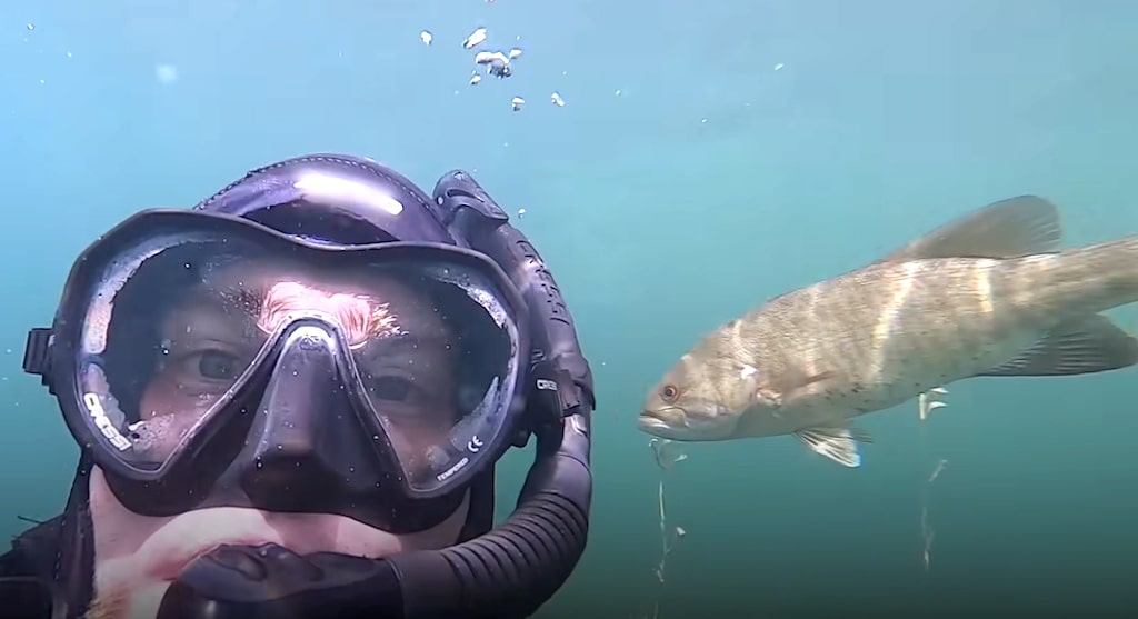 Diver Calls Fish