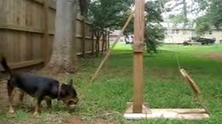 Dog Catapult